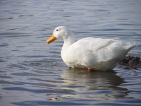 Duck at Kiwanis Park